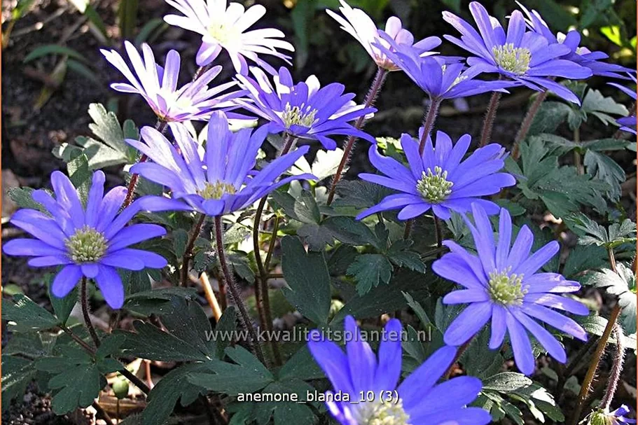Anemone blanda