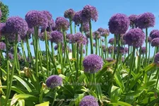 Allium 'Pinball Wizard' (pot 11 cm)