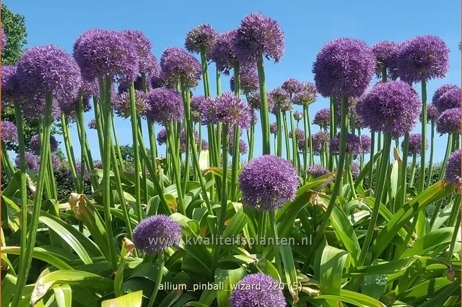 Allium 'Pinball Wizard' (pot 11 cm)