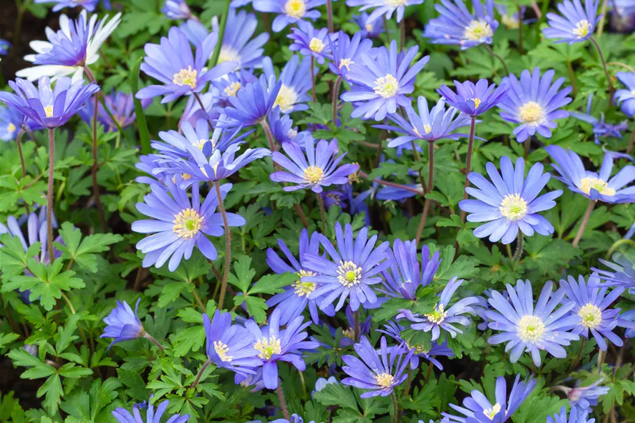Anemone blanda