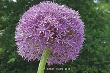 Allium 'Pinball Wizard' (pot 11 cm)