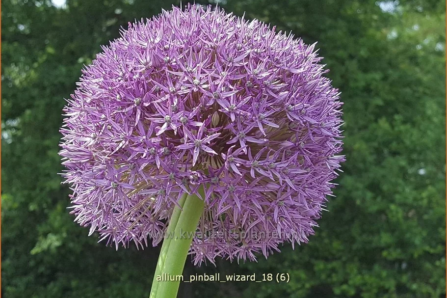 Allium 'Pinball Wizard' (pot 11 cm)