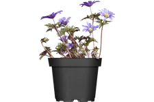 Anemone blanda