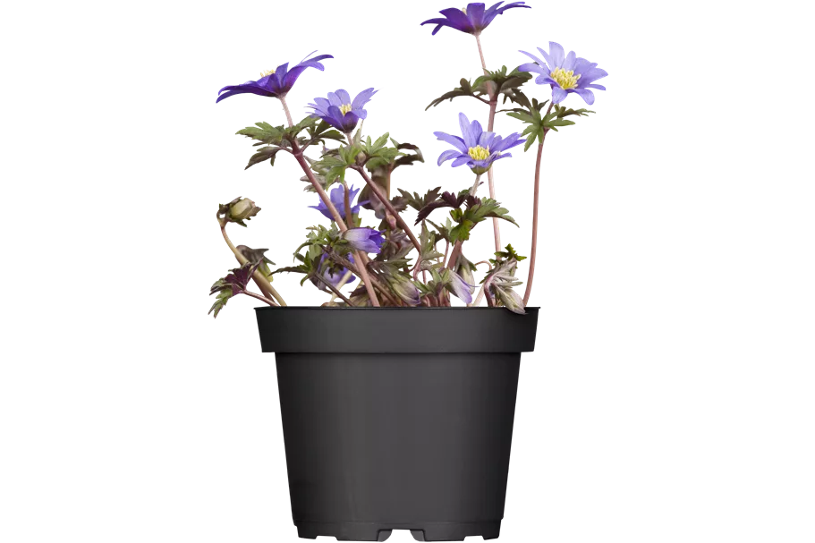 Anemone blanda