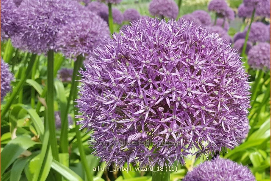 Allium 'Pinball Wizard' (pot 11 cm)