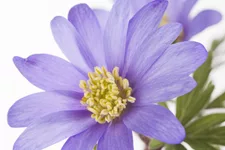 Anemone blanda