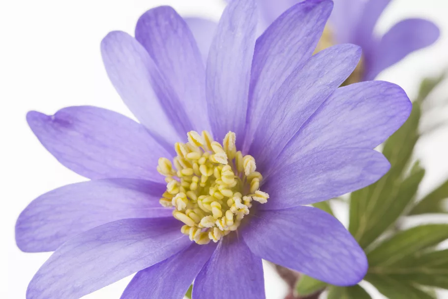 Anemone blanda
