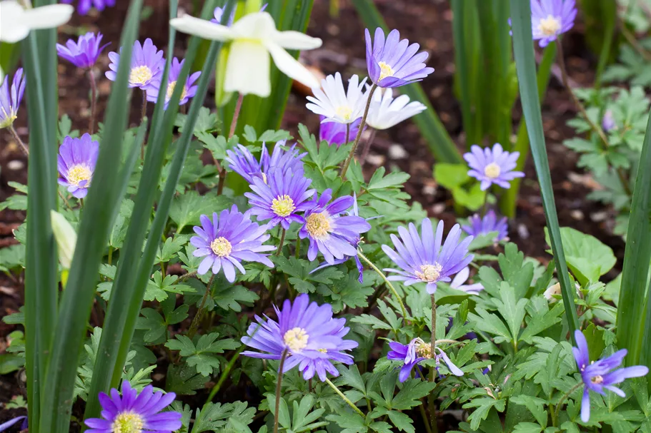 Anemone blanda
