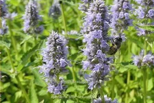 Agastache rugosa 'Blue Fortune'