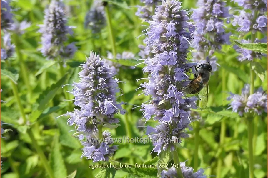 Agastache rugosa 'Blue Fortune'