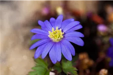 Anemone blanda