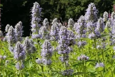 Agastache rugosa 'Blue Fortune'