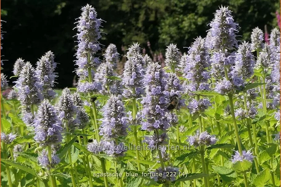 Agastache rugosa 'Blue Fortune'