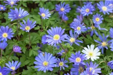 Anemone blanda