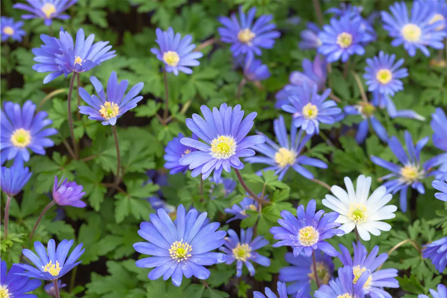 Anemone blanda