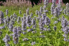 Agastache rugosa 'Blue Fortune'