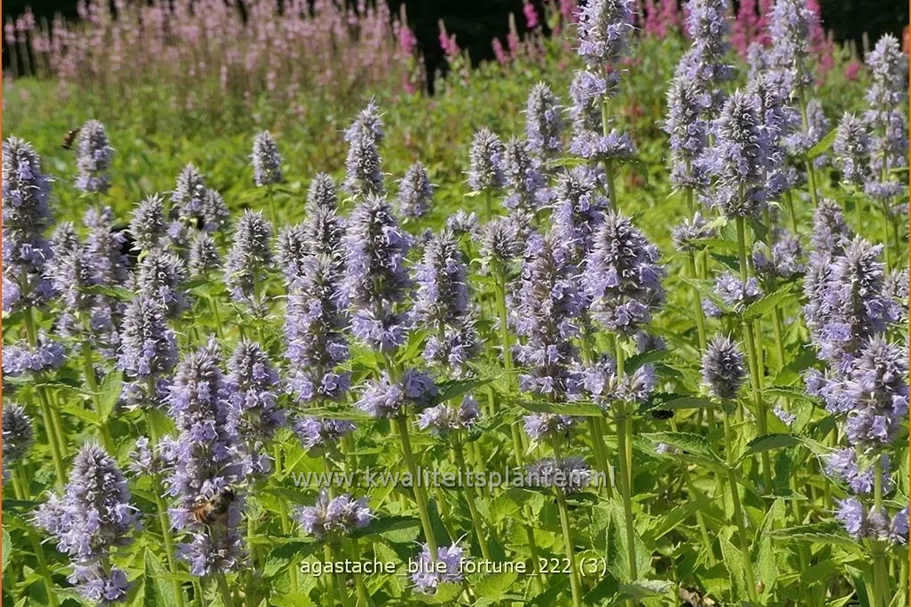 Agastache rugosa 'Blue Fortune'