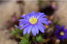 Anemone blanda