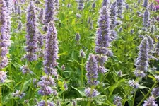 Agastache rugosa 'Blue Fortune'
