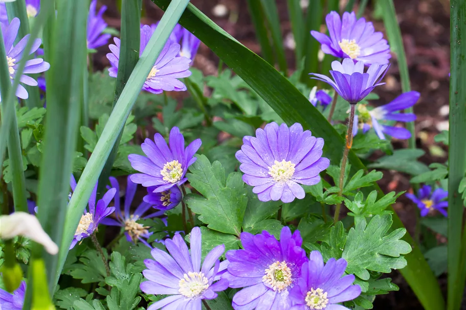 Anemone blanda
