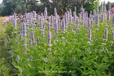 Agastache rugosa 'Blue Fortune'