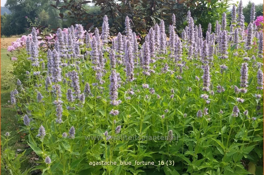 Agastache rugosa 'Blue Fortune'