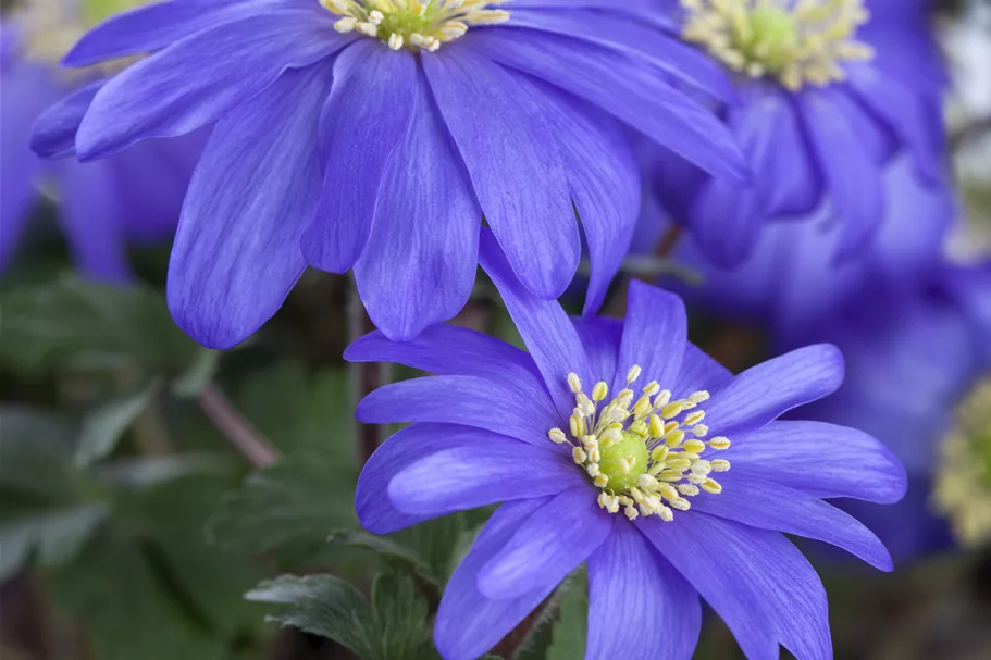 Anemone blanda