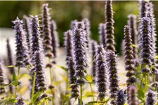 Agastache rugosa 'Blue Fortune'