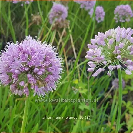 Allium 'Pink Planet'
