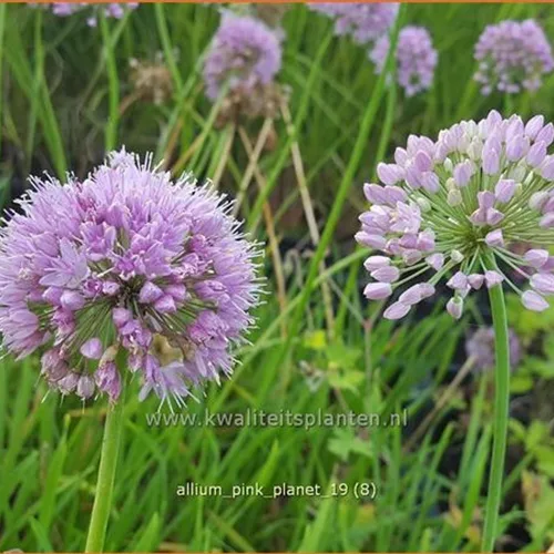Allium 'Pink Planet'