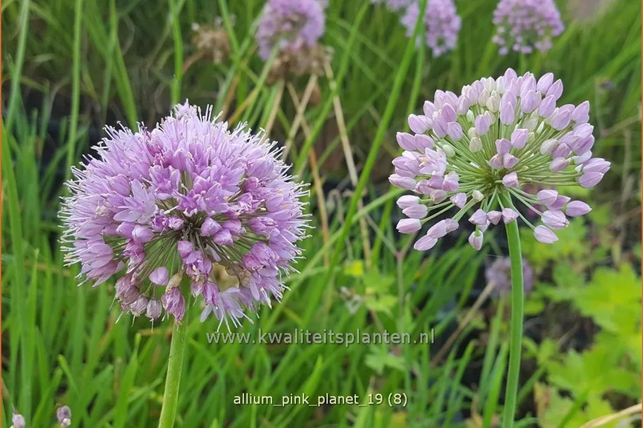 Allium 'Pink Planet'