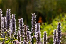 Agastache rugosa 'Blue Fortune'