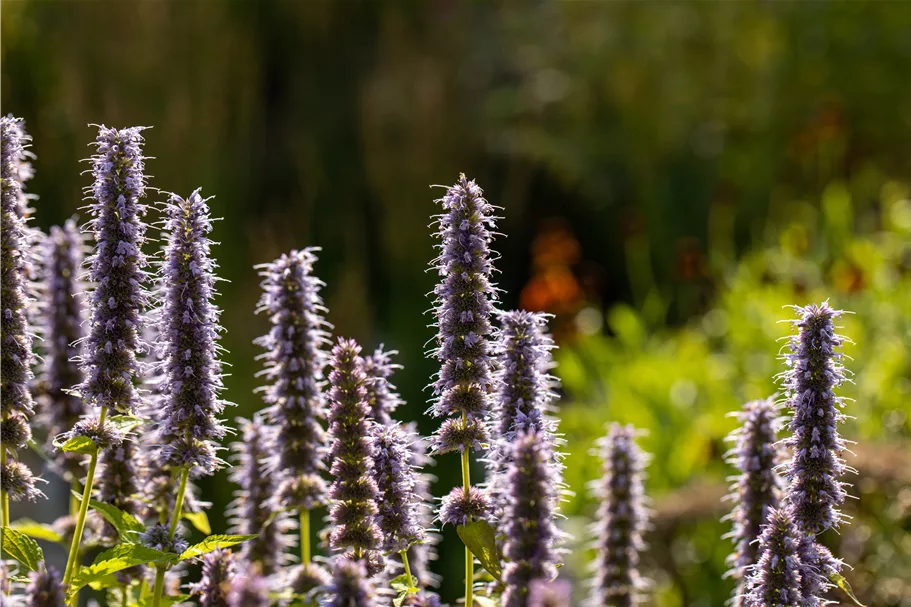 Agastache rugosa 'Blue Fortune'