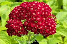 Achillea millefolium 'Red Velvet'