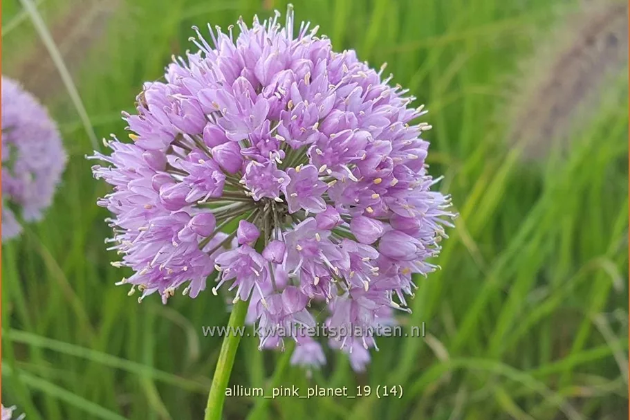 Allium 'Pink Planet'