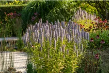Agastache rugosa 'Blue Fortune'