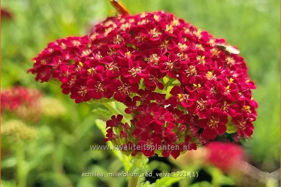 Achillea millefolium 'Red Velvet'