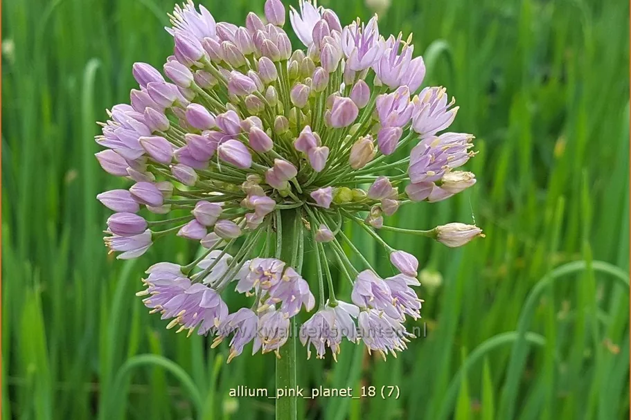 Allium 'Pink Planet'