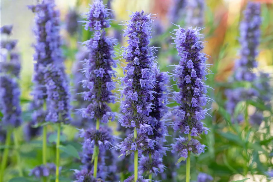 Agastache rugosa 'Blue Fortune'