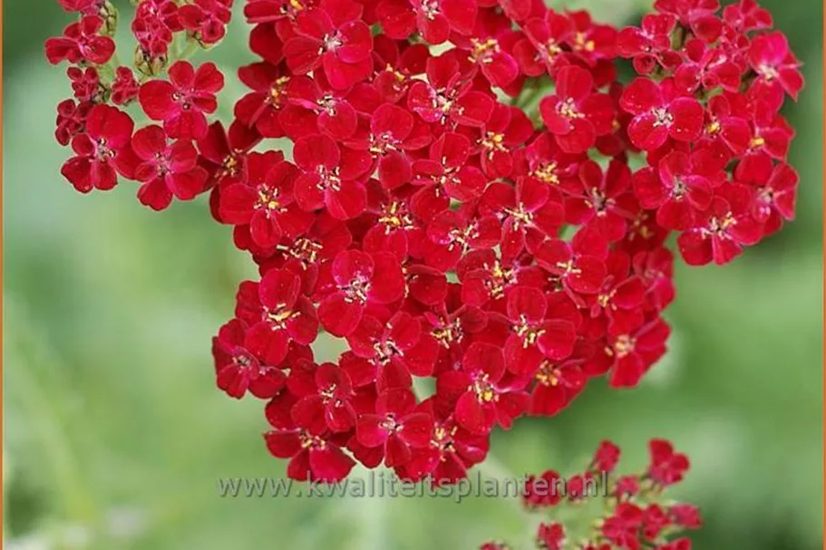 Achillea millefolium 'Red Velvet'