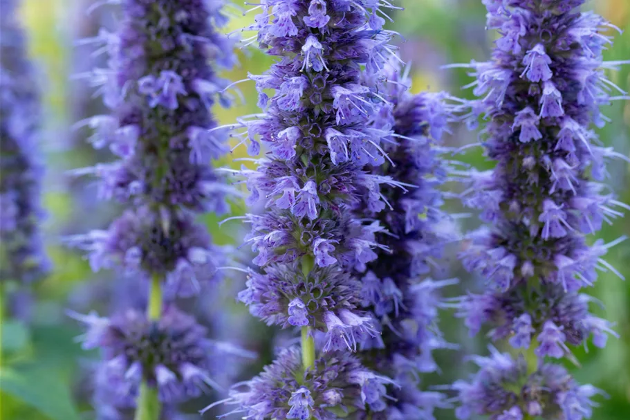 Agastache rugosa 'Blue Fortune'