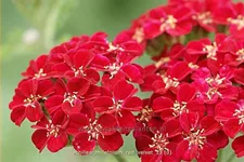 Achillea millefolium 'Red Velvet'