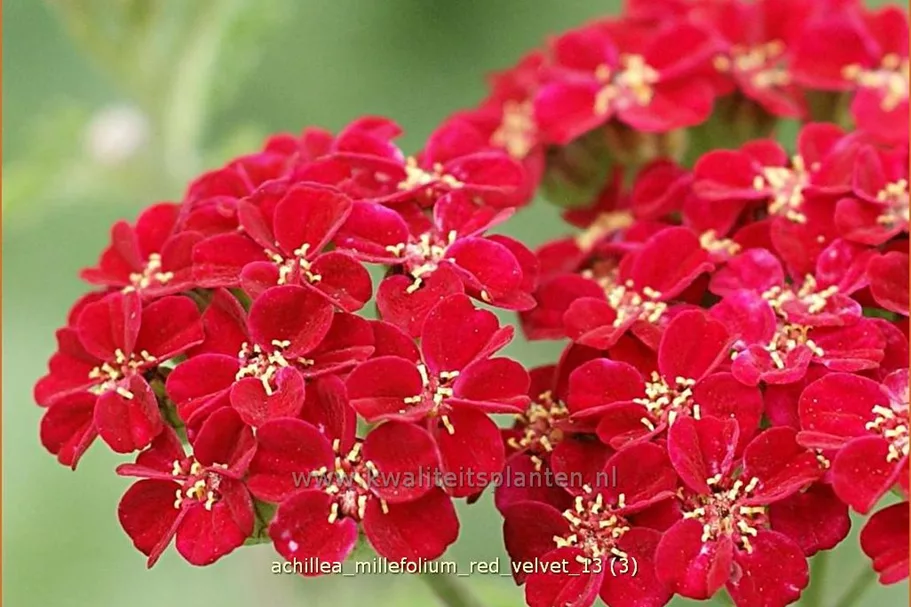 Achillea millefolium 'Red Velvet'