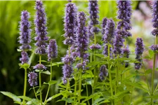 Agastache rugosa 'Blue Fortune'