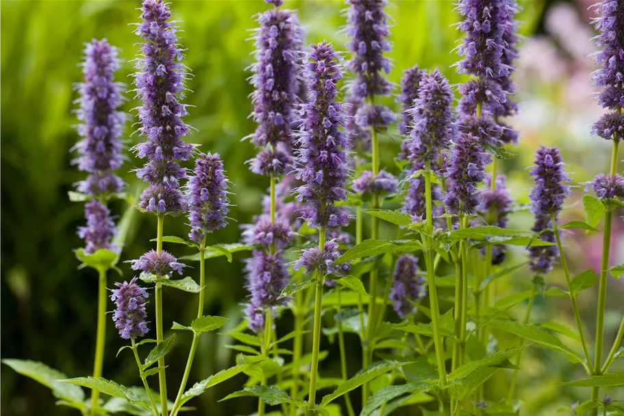 Agastache rugosa 'Blue Fortune'