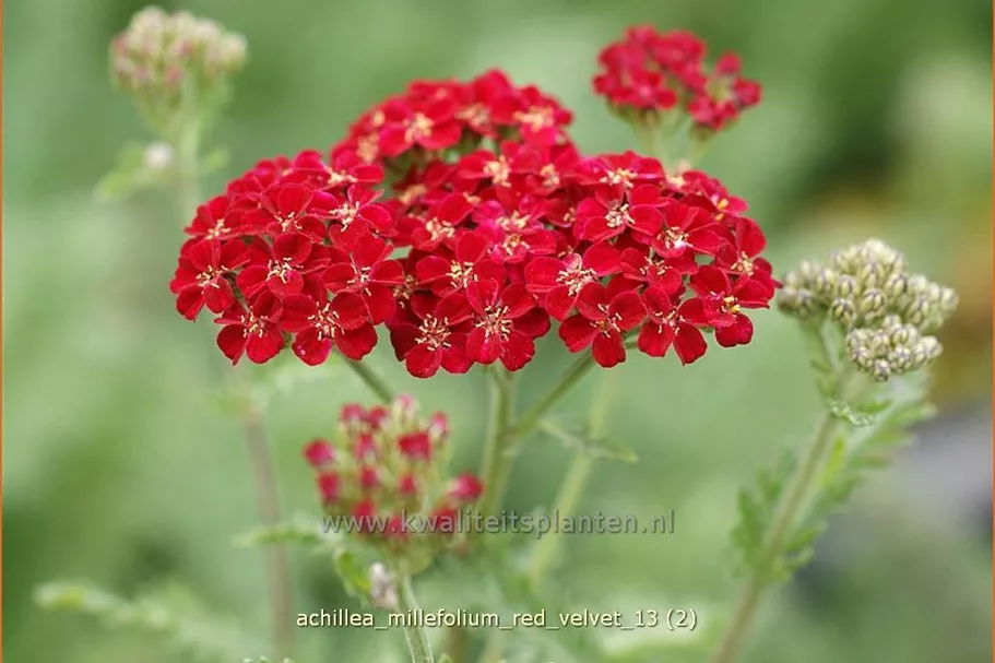 Achillea millefolium 'Red Velvet'