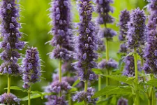 Agastache rugosa 'Blue Fortune'