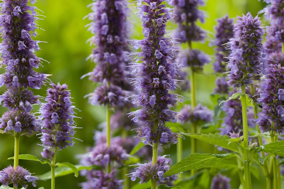 Agastache rugosa 'Blue Fortune'