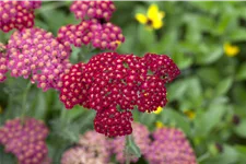 Achillea millefolium 'Red Velvet'