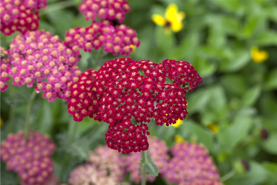 Achillea millefolium 'Red Velvet'